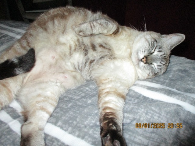 cat asleep