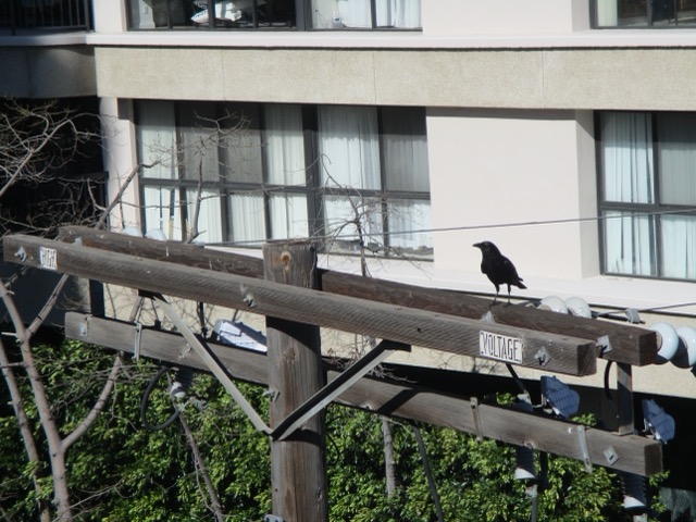 crow on line